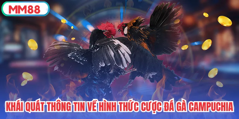 Khái quát thông tin về hình thức cược đá gà Campuchia